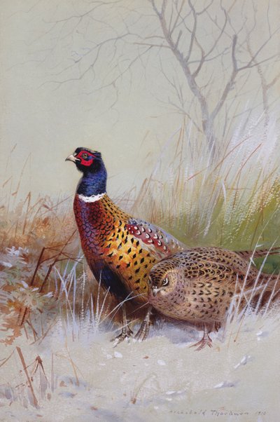 Chinese Ring-necked Pheasants in the Snow by Archibald Thorburn